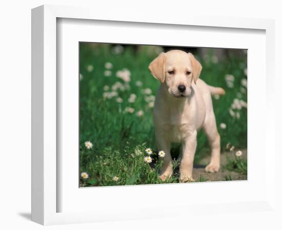 Young Labrador Retriever Portrait-Adriano Bacchella-Framed Premium Photographic Print