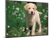 Young Labrador Retriever Portrait-Adriano Bacchella-Mounted Premium Photographic Print