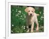 Young Labrador Retriever Portrait-Adriano Bacchella-Framed Photographic Print