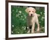 Young Labrador Retriever Portrait-Adriano Bacchella-Framed Photographic Print