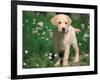 Young Labrador Retriever Portrait-Adriano Bacchella-Framed Photographic Print