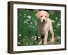 Young Labrador Retriever Portrait-Adriano Bacchella-Framed Photographic Print