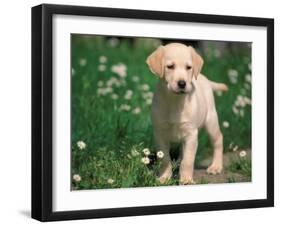 Young Labrador Retriever Portrait-Adriano Bacchella-Framed Photographic Print