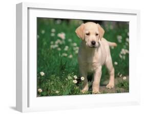 Young Labrador Retriever Portrait-Adriano Bacchella-Framed Photographic Print