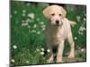 Young Labrador Retriever Portrait-Adriano Bacchella-Mounted Photographic Print