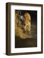 Young Leopard in morning light. Serengeti, Tanzania-Sandesh Kadur-Framed Photographic Print