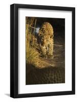 Young Leopard in morning light. Serengeti, Tanzania-Sandesh Kadur-Framed Photographic Print