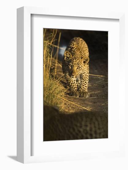Young Leopard in morning light. Serengeti, Tanzania-Sandesh Kadur-Framed Photographic Print