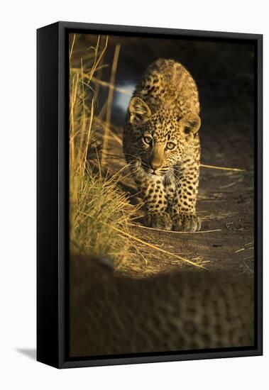 Young Leopard in morning light. Serengeti, Tanzania-Sandesh Kadur-Framed Stretched Canvas