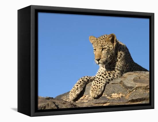 Young Leopard (Panthera Pardus), Namibia, Africa-Thorsten Milse-Framed Stretched Canvas