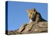 Young Leopard (Panthera Pardus), Namibia, Africa-Thorsten Milse-Stretched Canvas