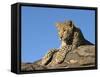 Young Leopard (Panthera Pardus), Namibia, Africa-Thorsten Milse-Framed Stretched Canvas