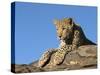 Young Leopard (Panthera Pardus), Namibia, Africa-Thorsten Milse-Stretched Canvas
