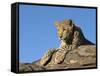 Young Leopard (Panthera Pardus), Namibia, Africa-Thorsten Milse-Framed Stretched Canvas