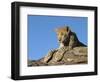 Young Leopard (Panthera Pardus), Namibia, Africa-Thorsten Milse-Framed Photographic Print