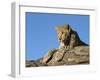 Young Leopard (Panthera Pardus), Namibia, Africa-Thorsten Milse-Framed Photographic Print