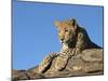 Young Leopard (Panthera Pardus), Namibia, Africa-Thorsten Milse-Mounted Photographic Print