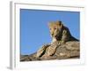 Young Leopard (Panthera Pardus), Namibia, Africa-Thorsten Milse-Framed Photographic Print