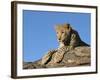 Young Leopard (Panthera Pardus), Namibia, Africa-Thorsten Milse-Framed Photographic Print