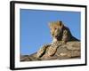 Young Leopard (Panthera Pardus), Namibia, Africa-Thorsten Milse-Framed Photographic Print