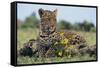 Young Leopard Sitting on Log-DLILLC-Framed Stretched Canvas