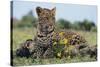 Young Leopard Sitting on Log-DLILLC-Stretched Canvas