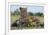 Young Leopard Sitting on Log-DLILLC-Framed Photographic Print