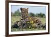 Young Leopard Sitting on Log-DLILLC-Framed Photographic Print