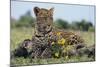 Young Leopard Sitting on Log-DLILLC-Mounted Photographic Print