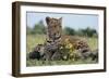 Young Leopard Sitting on Log-DLILLC-Framed Photographic Print