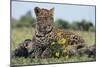 Young Leopard Sitting on Log-DLILLC-Mounted Photographic Print