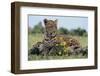 Young Leopard Sitting on Log-DLILLC-Framed Photographic Print