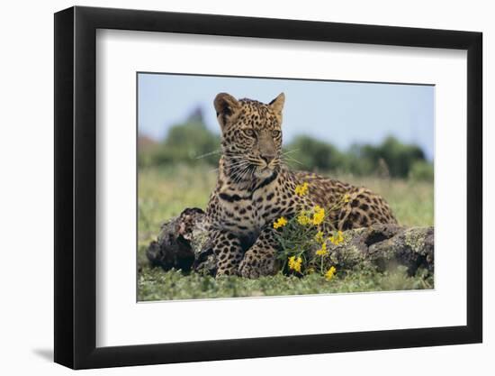 Young Leopard Sitting on Log-DLILLC-Framed Photographic Print