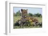 Young Leopard Sitting on Log-DLILLC-Framed Photographic Print