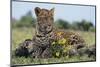 Young Leopard Sitting on Log-DLILLC-Mounted Photographic Print