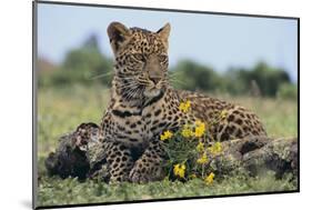 Young Leopard Sitting on Log-DLILLC-Mounted Photographic Print