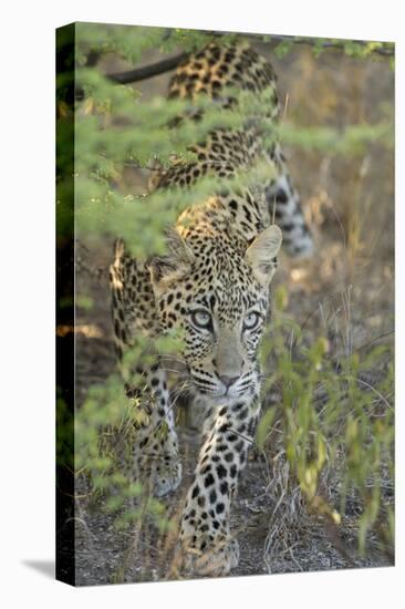 Young Leopard-Michele Westmorland-Stretched Canvas