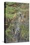 Young Leopard-Michele Westmorland-Stretched Canvas