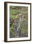 Young Leopard-Michele Westmorland-Framed Photographic Print