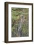 Young Leopard-Michele Westmorland-Framed Photographic Print
