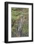 Young Leopard-Michele Westmorland-Framed Photographic Print