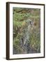 Young Leopard-Michele Westmorland-Framed Photographic Print