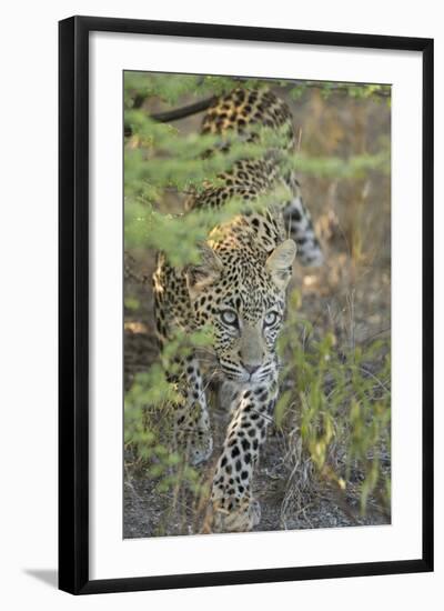 Young Leopard-Michele Westmorland-Framed Photographic Print