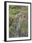 Young Leopard-Michele Westmorland-Framed Photographic Print