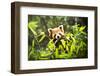 Young Lesser Panda (Ailurus Fulgens)-luckybusiness-Framed Photographic Print