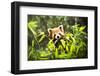 Young Lesser Panda (Ailurus Fulgens)-luckybusiness-Framed Photographic Print