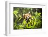 Young Lesser Panda (Ailurus Fulgens)-luckybusiness-Framed Photographic Print