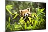 Young Lesser Panda (Ailurus Fulgens)-luckybusiness-Mounted Photographic Print