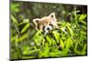 Young Lesser Panda Eating Leaves-luckybusiness-Mounted Photographic Print