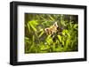 Young Lesser Panda in Bamboo Leaves (Ailurus Fulgens)-luckybusiness-Framed Photographic Print